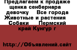 Предлагаем к продаже щенка сенбернара - девочку. - Все города Животные и растения » Собаки   . Пермский край,Кунгур г.